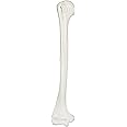 Axis Scientific Humerus Bone Model | Right | Cast from a Real Human Humerus Bone l Upper Arm Bone Model Has Realistic Texture and Important Bony Landmarks | Includes Product Manual