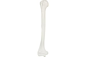 Axis Scientific Humerus Bone Model | Right | Cast from a Real Human Humerus Bone l Upper Arm Bone Model Has Realistic Texture and Important Bony Landmarks | Includes Product Manual, Cauldron Bones