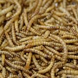 Extra Select Dried Mealworms for Birds 3 Litre High Protein Treat view 5