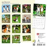 Image de Basenjis 2018 12 x 12 Inch Monthly Square Wall Calendar, Animals Dog Breeds (Multilingual Edition)