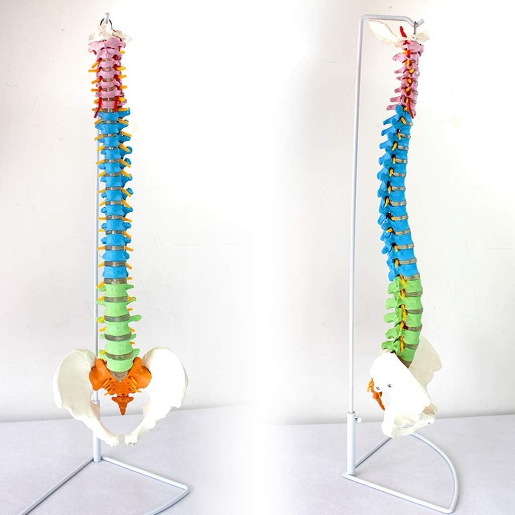 FXQ Human Anatomy Science Models - Flexible Spine Model - Classic Medical Spine Model - for School Medical Teaching Display Tool,Lab Equipment