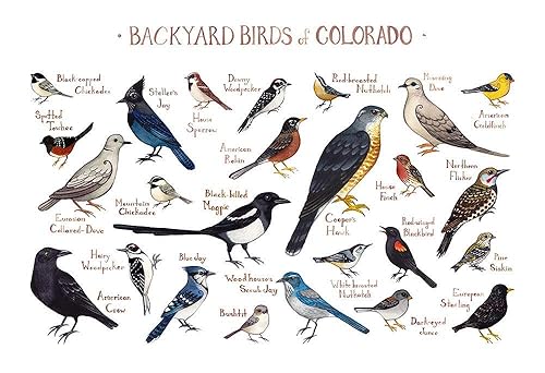Amazon Com Backyard Birds Of Colorado Field Guide Art Print Handmade