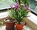 4pcs Artificial Fake Setaria Flowers Plants Bouquet Faux Plastic Plant Flower (Red)