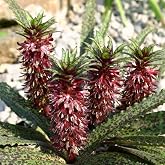 Eucomis 'Freckles' Dwarf Pineapple Lily Flowering Bulb, 2 Pack | Spotted Foliage, Purple-Red Blooms, Garden Perennial, Compact Growth, Unique Flower Spikes