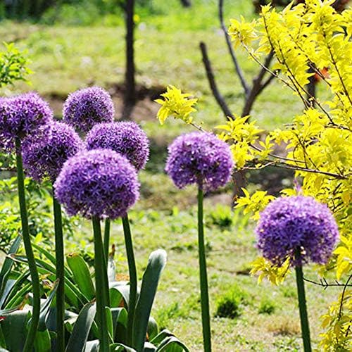 Sooggi 10粒 アメリカネギ 大きな花の種 きれいに咲く 植物種子 花 有機 観葉植物 高い発芽率 簡単な栽培 ホームガーデンの装飾 B02k1hw5 296円 人気海外一番 100 品質保証 全品送料無料 即日出荷 Sale開催中