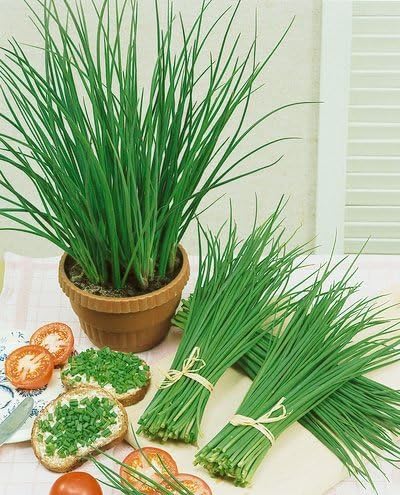 Amazon Com The Dirty Gardener Allium Schoenoprasum Chives 150 Seeds Chive Plants Garden Outdoor