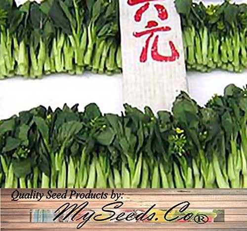 BIG PACK - (3,000) Choy Sum Brassica Vegetable Seed - TSOI SIM CHOY SIM Seeds - Non-GMO Seeds by MySeeds.Co (BIG PACK - Choy Sum)