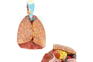 Veipho Human Lung Model, Respiratory System Model with 51 Parts Indication Signs, 7 Removable Parts Life Size Lung Model, Lung Anatomical Model, Includes Heart and Throat & Base and Chart