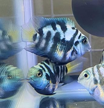 Amazon 熱帯魚 ブルータイガー パロット ６ｃｍ １匹 東京倉庫出荷 アクアショップピラルク 観賞魚 水中生物 通販