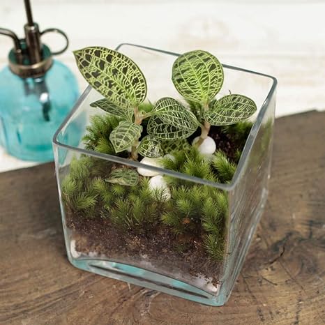 Amazon イイハナ ドットコム 観葉 ジュエル オーキッド フラワーギフト 観葉植物 オンライン通販