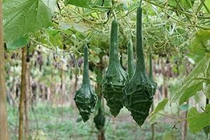 Hua Xian Zi 25 Seed of Odd Shape Beautiful Lovely Green Crane Head Bottle Gourd