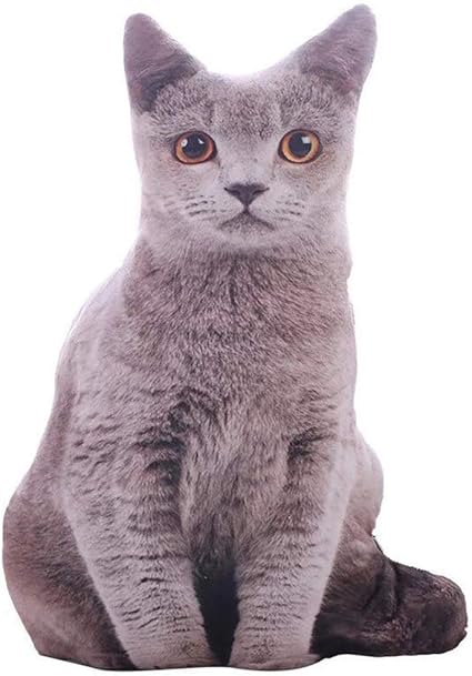 baby gray cat