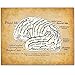 Brain - 11x14 Unframed Art Print - Makes a Great Clinic or Office Decor and Gift Under $15 for Doctors, Medical Students, Nurses and Healthcare Professionals