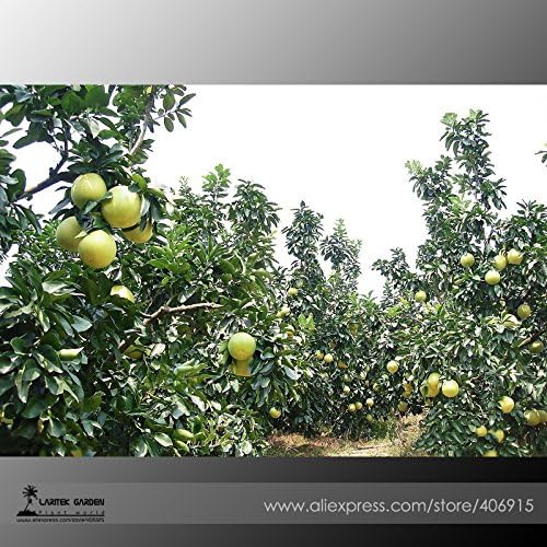 New Heirloom Sweet Yellow Grapefruit Citrus maxima Fruit 10+ Seeds / Pack