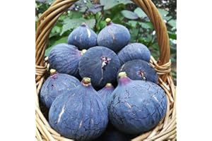Winter Hardy Fig Seeds, Dwarf Fruit Trees are Hardy Buy Fig, Ficus carica, Plant Seeds Perennials are Hardy Perennials 60PcsS