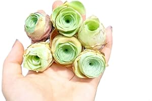 Micro Landscape Design One Greenovia Mix - Mountain Rose - Live Exotic Succulent Plant - Sold Individually (Small)