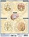 Brain (Quick Study Academic)