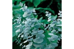 Park Seed Grow Your Own Eucalyptus Seeds Plant, Perfect for Indoor Growing and Spring Garden, Silver Dollar, Pack of 50