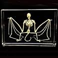 Taxidermy Real Bat Skeleton Specimens Science Classroom Specimen for Science Education