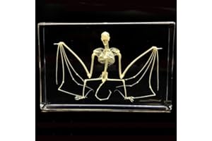 CHERISH XT Taxidermy Real Bat Skeleton Specimens Science Classroom Specimen for Science Education
