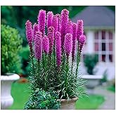 Purple Blazing Star - 5 Fresh Bulbs - Liatris Spicata Flower Bulb - Perennial Gayfeather Plant for Planting Outdoor - Perfect for Borders and Landscapes - Largest Size Corms