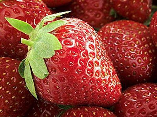 Seeds Organic Fruit Strawberry Fresco from Ukraine 0.05 Gram