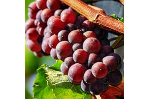 AKTRD Red Seedless Grape Vines Trees Live Plants, Well-Rooted 1 to 2 Years Old Trim 5-9" in Tall, Grapes Plant Live for Outdoor Planting, Zones 3-9