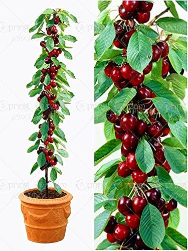 Bag Ciliegio Bonsai 20pcs Semi Di Frutta Dolce Sylvia Upright Cherry Autofertile Semi Nano Albero Pianta In Vaso Giardino Di Casa Amazon It Giardino E Giardinaggio