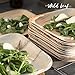 All Natural Palm Leaf Paper Plates, 8 Inch / 25 Pack. Biodegradable, Heavy Duty Party Plates - Comparable to Bamboo Wood Fiber - Elegant and Eco Friendly Tableware by Wild Leaf
