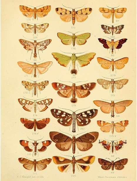 Amazon Co Jp ポスター 科学イラスト昆虫蛾プレート サイズ インテリア 壁紙用 絵画 アート 壁紙ポスター ホーム キッチン