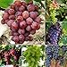 Wintefei 50Pcs Mixed Grapes Seeds Delicious Fresh Fruit Garden Tree Plants Decoration