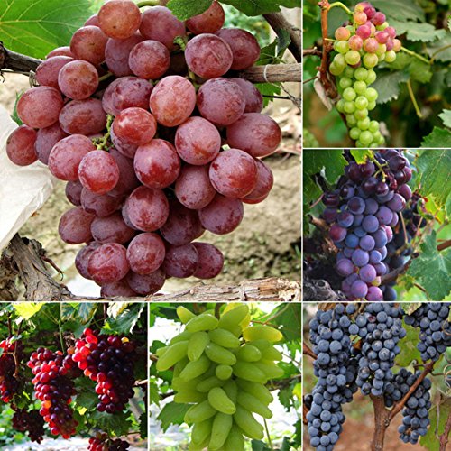 Wintefei 50Pcs Mixed Grapes Seeds Delicious Fresh Fruit Garden Tree Plants Decoration Wintefei 50Pcs Mixed Grapes Seeds Delicious Fresh Fruit Garden Tree Plants Decoration