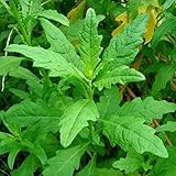 Epazote Seeds (Dysphania ambrodioides) 100+ Rare