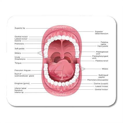 Amazon Yantengマウスパッドマウスパッド解剖学のための図を開く人間の口歯科舌チャート健康ノートブック用マウスパッド Yanteng マウスパッド 通販