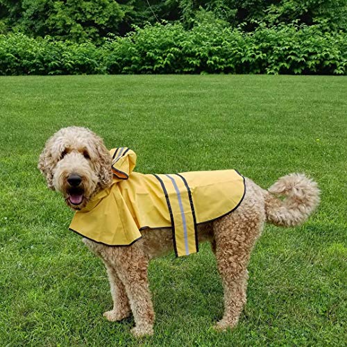 goldendoodle raincoat