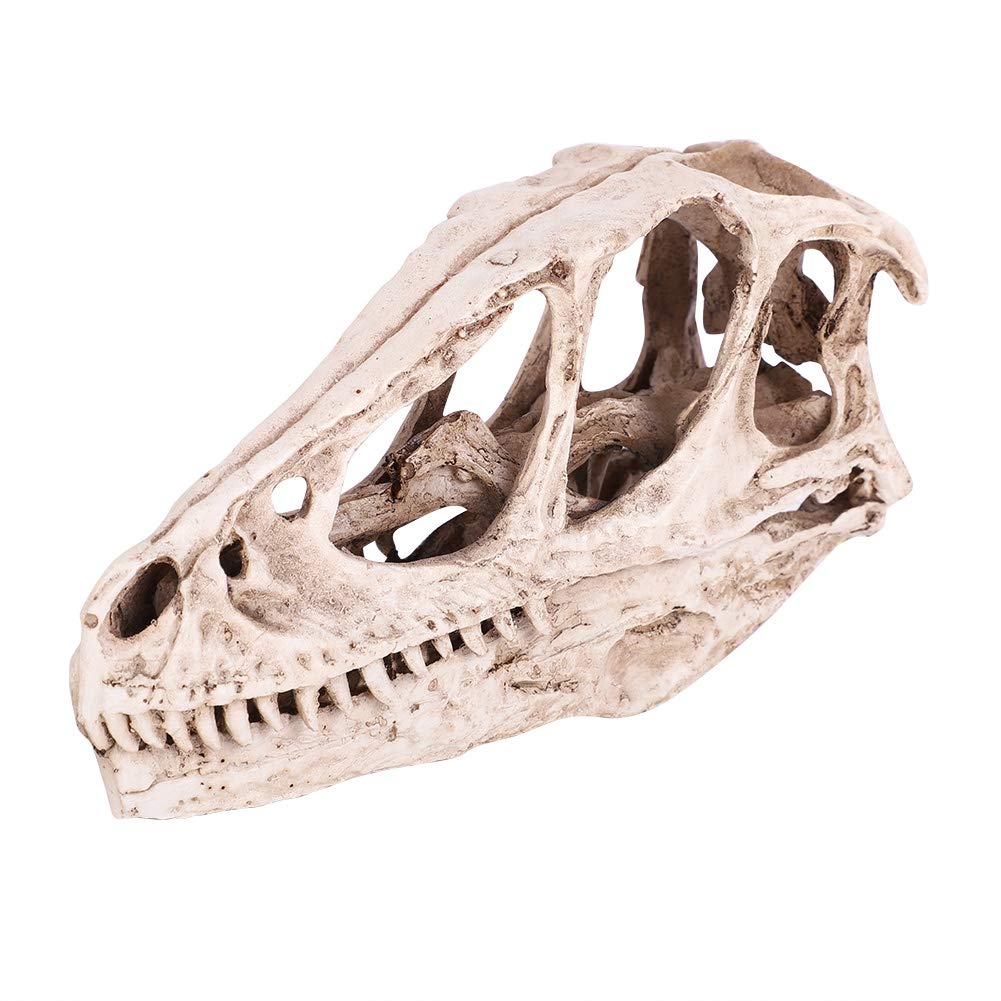 Fdit Dinosaur Skull Model,Resin Dinosaur Skull Model Simulation Animal Skeleton Home Office Decoration Craft Teaching Props