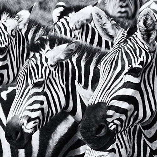 Zebra photo print Handmade