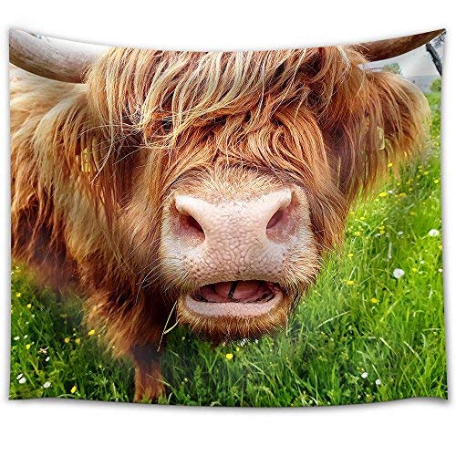 Close up of Grass Chewing Highland Cow on a Green Meadow which Tries to Look Through its Head of hai Fabric Wall