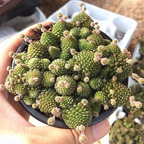 Seedsown Keimfutter Macadamia Integrifolia 10 Samen Macadamia Nut Bauple Nuss Queensland Nuss Eiche Seed Amazon De Garten