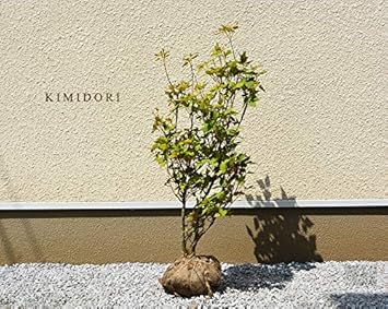 Amazon ミツバツツジ 約80cm 三葉躑躅 植木 庭木 苗 ガーデニング ピンク 和風 洋風 花 落葉低木 エクステリア 生垣 紅葉 秋 丈夫 強い 植木 Amazon ミツバツツジ 約80cm 三葉躑躅 植木 庭木 苗 ガーデニング ピンク 和風 洋風 花 落葉低木 エクステリア 生垣 紅葉 秋 丈夫 強い 植木
