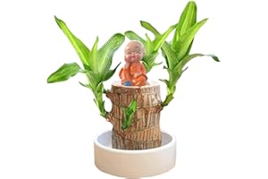 INENDLY Brazilian Wood Plant, Brazilian Lucky Wood Plant, Brazilian Wood Hydroponic Plant for Purifying Indoor Air, Mini Lucky Bamboo Wood with Ceramic Tray for Desktop Decoration (#1-1pcs)
