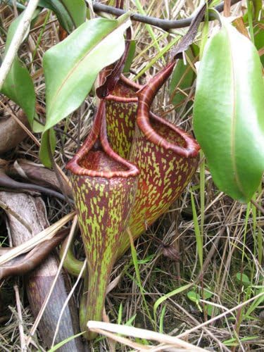 Amazon 食虫植物 Nepenthes Fusca ネペンテス フスカ 観葉植物 オンライン通販