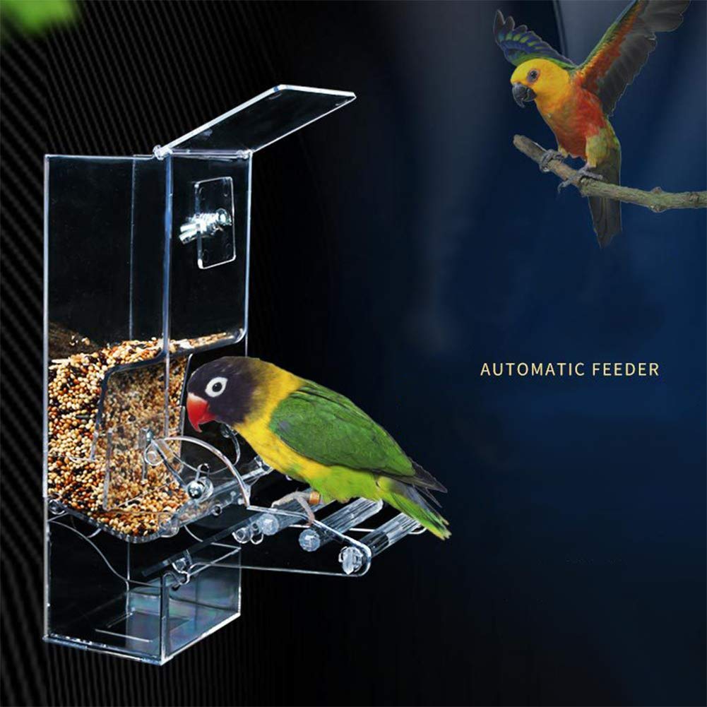 automatic budgie feeder
