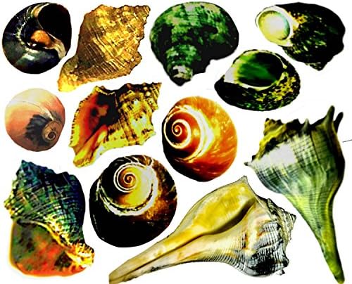 12 Medium To Large Hermit Crab Changing Shells - 1" to 3" shells with 3/4" to 2" openings - THE OTHER TIDE