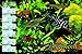 Aquariums: The Complete Guide to Freshwater and Saltwater Aquariums