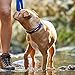 EzyDog Neo Dog Collar - Waterproof & Reflective Dog Collar with Soft Padded Neoprene for Comfort & Durable Nylon – Features Quick Release Buckle and Built-in ID Clip (Large, Orange)