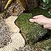 Preserved Green Sheet Moss Dried Natural for Fairy Gardens Terrariums or Any Craft or Floral Project (Sheet Moss-Green 6 OZ)