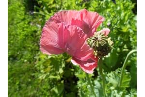 PEONY POPPY 100 Hen and Chickens Poppy, Flowers Seeds (Papaver Somniferum) Great Dried Arrangements