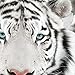 Duck Brand 284174 Printed Duct Tape Single Roll, 1.88 Inches x 10 Yards, White Tiger Roar
