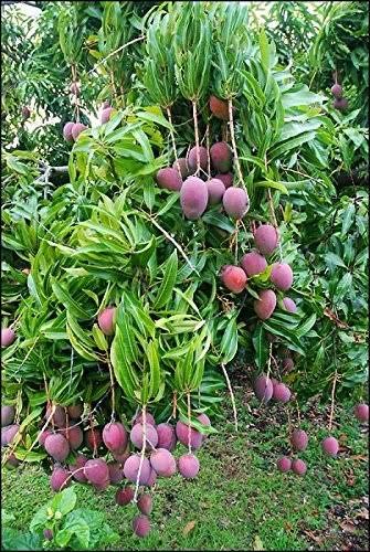 Mphmi Rare Mango Plant